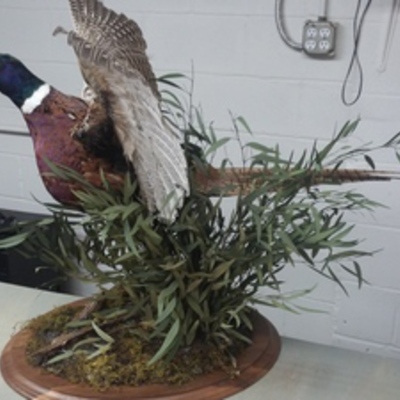 Pheasent Flushing 1 2015