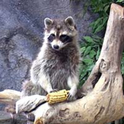 Raccoon