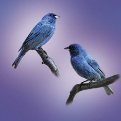 Indigo Bunting