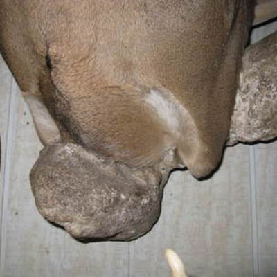 Deer base