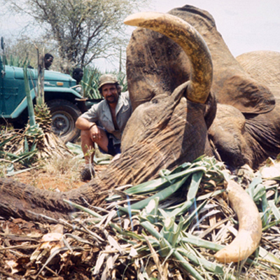 African Elephant with Bow