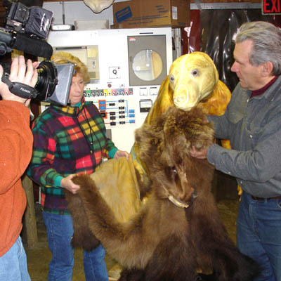 Mounting of a brown bear