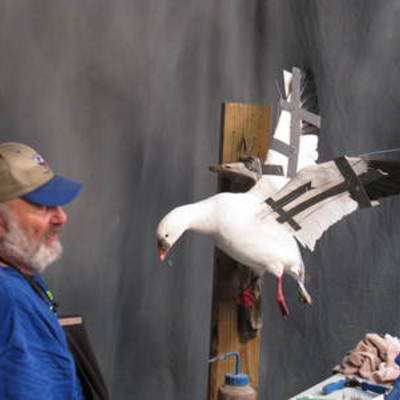 Ross goose 2