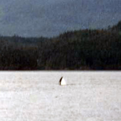 Killer Whale Eye Hopping