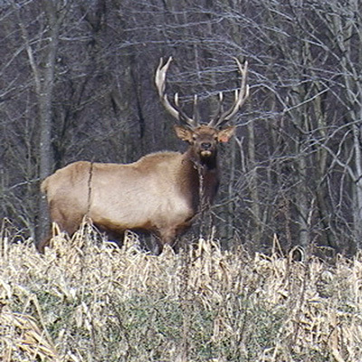 Ohio Elk