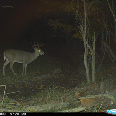 Buck 1