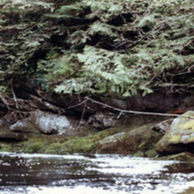 Trout fishiong a great pool