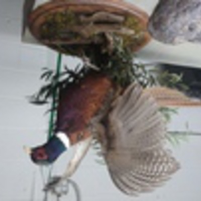 Pheasent Flushing 2 2015