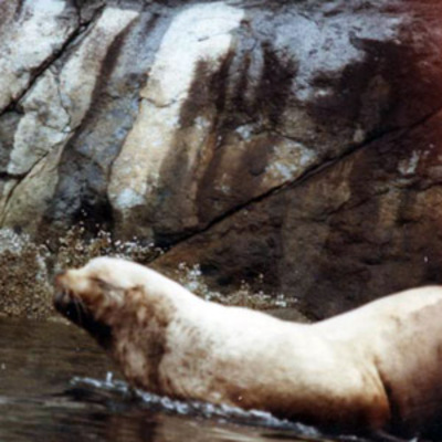 Sea Lion