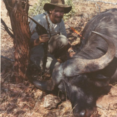 Cape buffalo with bow