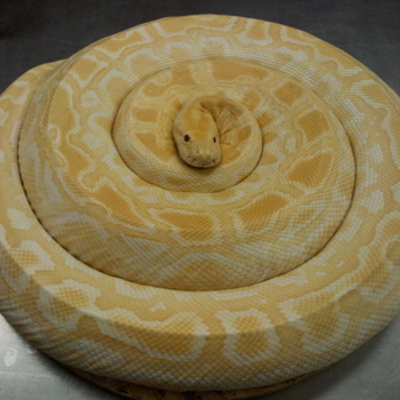 Albino python