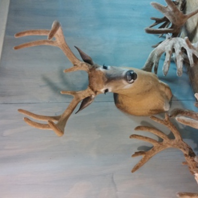Velvet Whitetail