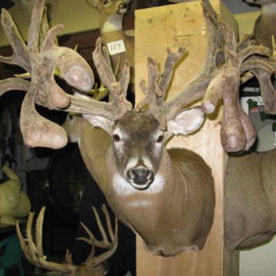 Deer in velvet 6