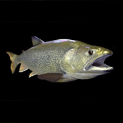 Lake Trout Reproduction