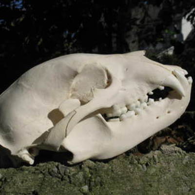 Bear skull 2
