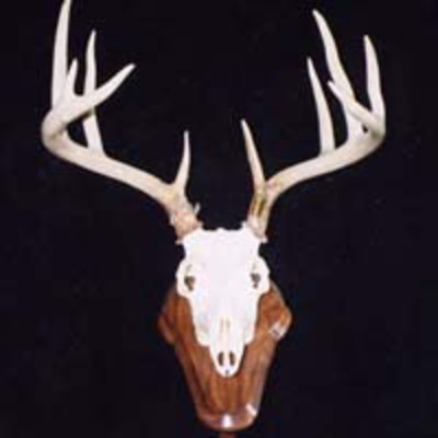 Euro Mount