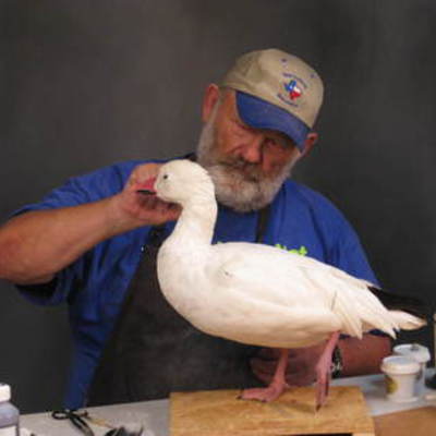 Snow goose 2