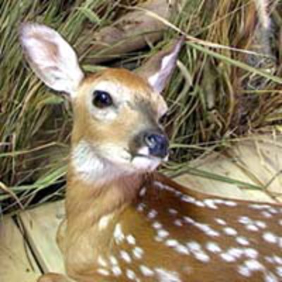 Fawn