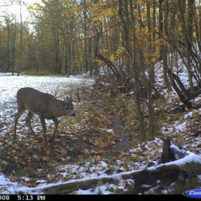 Buck 3