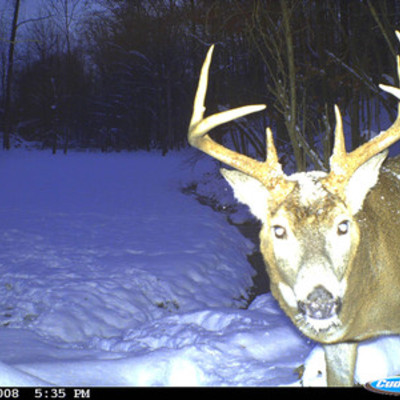 Buck 4