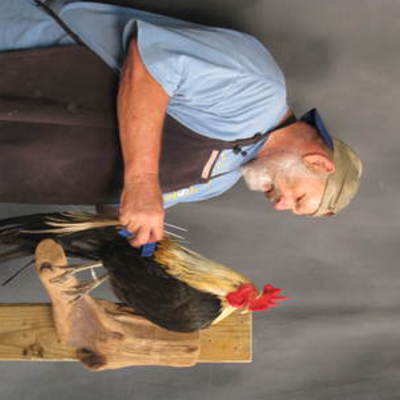 Rooster 2