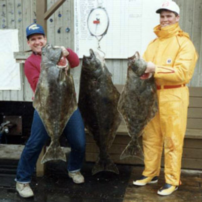 Halibut