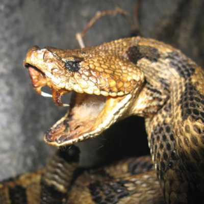 Rattlesnake