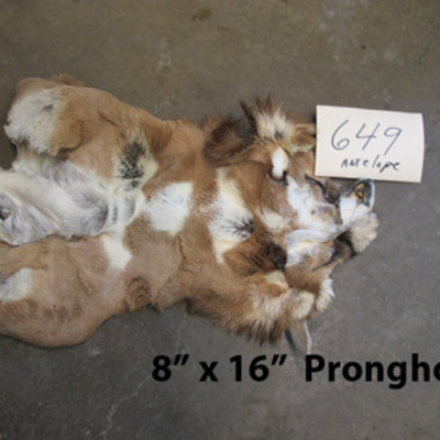 Pronghorn cape #649