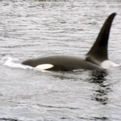 Bull Killer whale 1