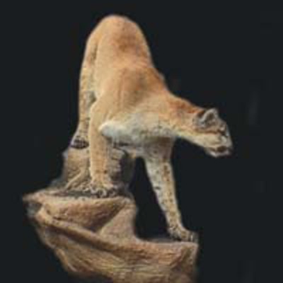 Cougar 