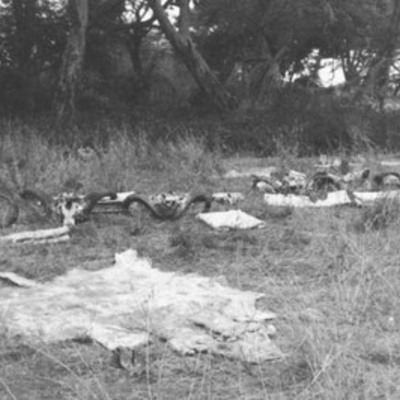 Hunting trophies drying out, black rhino