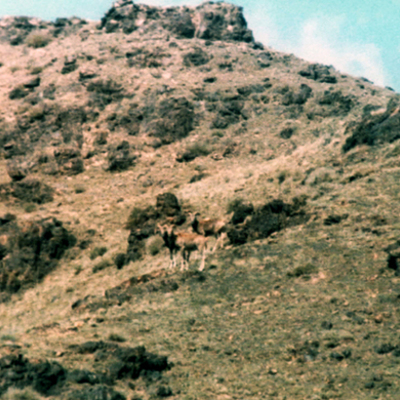 Argali 2