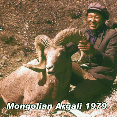 Argali from Mongolia