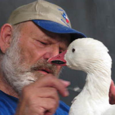 Snow goose