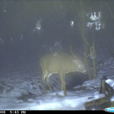 Buck 7