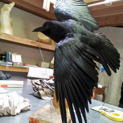 Crow 