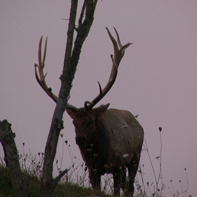 Ohio Elk 