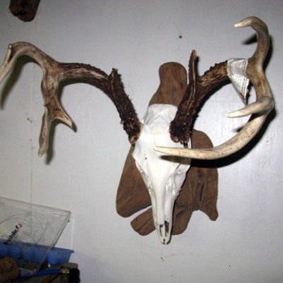 Euro mount 2