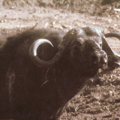 Cape Buffalo 6