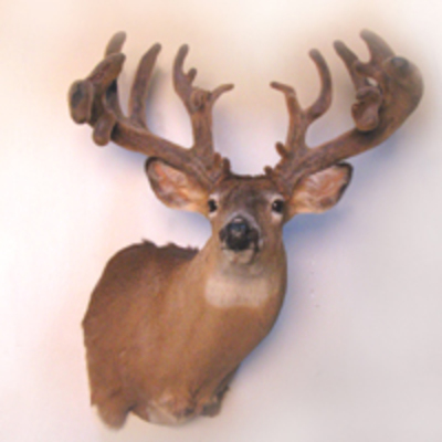 Whitetail in Velvet
