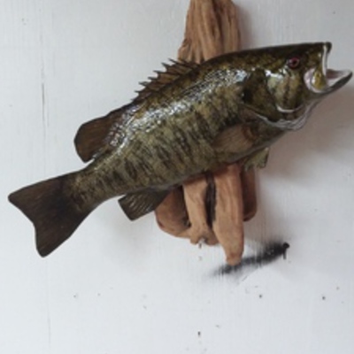 smallmouth 2015 