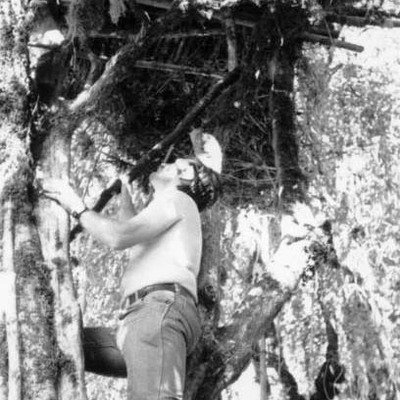 Climbing up the tree blind