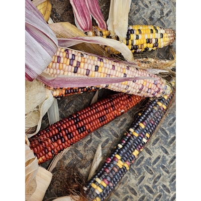 Indian Corn with husks