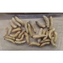 Kastaway's Freeze Dried Wax Worms 2 Pack