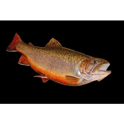 Brook Trout Painting Reproduction with Rick Krane